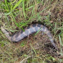 Tiliqua scincoides scincoides (Eastern Blue-tongue) at Jerrabomberra, ACT - 18 Nov 2022 by CallumBraeRuralProperty