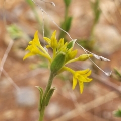 Pimelea curviflora var. sericea (Curved Riceflower) at Bunyan, NSW - 19 Nov 2022 by trevorpreston