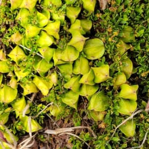 Dodonaea procumbens at Bunyan, NSW - suppressed