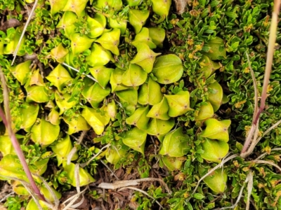 Dodonaea procumbens (Creeping Hop-bush) at Bunyan, NSW - 18 Nov 2022 by trevorpreston