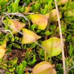Dodonaea procumbens at Bunyan, NSW - suppressed