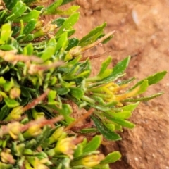Dodonaea procumbens at Bunyan, NSW - suppressed