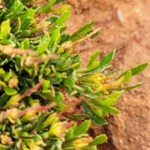 Dodonaea procumbens at Bunyan, NSW - suppressed