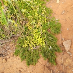 Dodonaea procumbens at Bunyan, NSW - suppressed