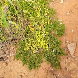 Dodonaea procumbens at Bunyan, NSW - suppressed