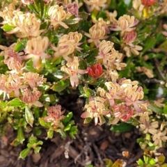 Dodonaea procumbens at Bredbo, NSW - 19 Nov 2022