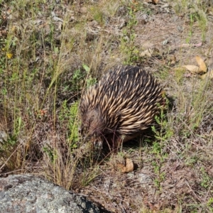 Tachyglossus aculeatus at O'Malley, ACT - 20 Nov 2022 04:17 PM