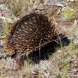 Tachyglossus aculeatus at O'Malley, ACT - 20 Nov 2022