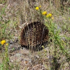 Tachyglossus aculeatus at O'Malley, ACT - 20 Nov 2022