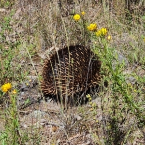 Tachyglossus aculeatus at O'Malley, ACT - 20 Nov 2022 04:17 PM