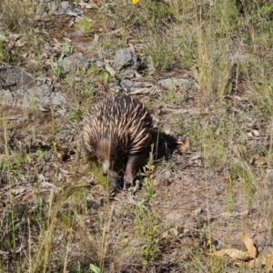 Tachyglossus aculeatus at O'Malley, ACT - 20 Nov 2022 04:17 PM