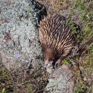 Tachyglossus aculeatus at O'Malley, ACT - 20 Nov 2022