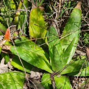 Aloe sp. at O'Malley, ACT - 20 Nov 2022 03:00 PM