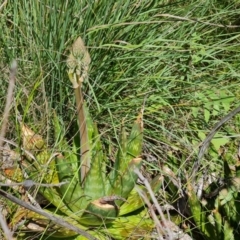 Aloe sp. at O'Malley, ACT - 20 Nov 2022 03:00 PM