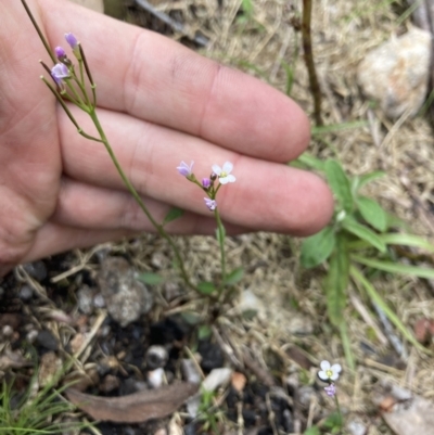 Cardamine franklinensis (Franklin Bitter Cress) at Yaouk, NSW - 19 Nov 2022 by MattM