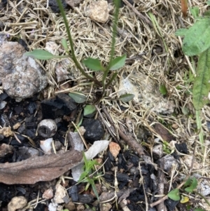 Cardamine franklinensis at Yaouk, NSW - 19 Nov 2022