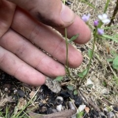 Cardamine franklinensis at Yaouk, NSW - 19 Nov 2022