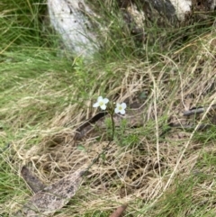 Cardamine franklinensis (Franklin Bitter Cress) at Scabby Range Nature Reserve - 19 Nov 2022 by MattM