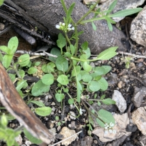 Cardamine franklinensis at Yaouk, NSW - 19 Nov 2022 10:04 AM