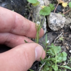 Cardamine franklinensis at Yaouk, NSW - 19 Nov 2022 10:04 AM