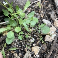 Cardamine franklinensis at Yaouk, NSW - 19 Nov 2022 10:04 AM