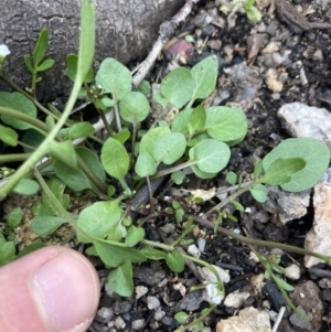 Cardamine franklinensis at Yaouk, NSW - 19 Nov 2022 10:04 AM