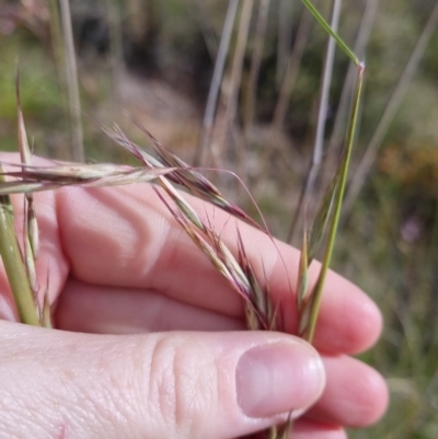 Rytidosperma pallidum (Red-anther Wallaby Grass) at Bungendore, NSW - 20 Nov 2022 by clarehoneydove