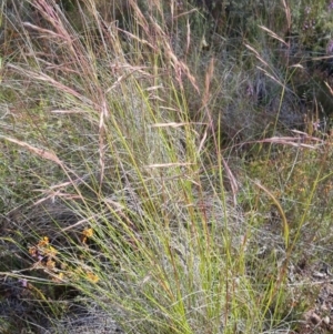 Rytidosperma pallidum at Bungendore, NSW - 20 Nov 2022