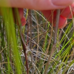 Rytidosperma pallidum at Bungendore, NSW - 20 Nov 2022