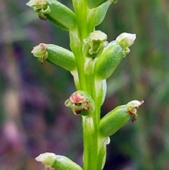 Microtis unifolia (Common Onion Orchid) at Molonglo Valley, ACT - 19 Nov 2022 by sangio7