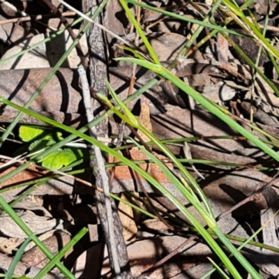 Unidentified Rush, Sedge or Mat Rush at Isaacs, ACT - 20 Nov 2022 by Mike