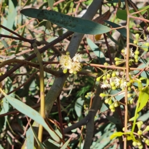 Eucalyptus mannifera subsp. mannifera at O'Malley, ACT - 20 Nov 2022