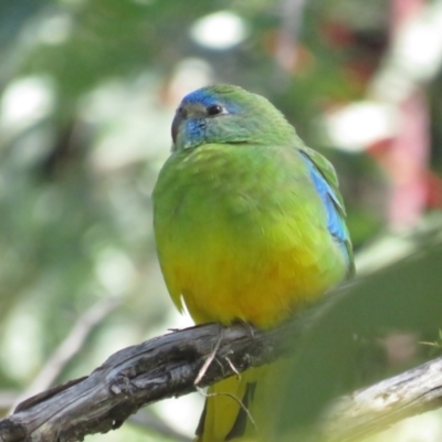 Neophema pulchella (Turquoise Parrot) at Booth, ACT - 20 Nov 2022 by BenW