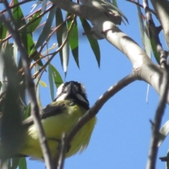 Falcunculus frontatus (Eastern Shrike-tit) at Booth, ACT - 20 Nov 2022 by TomW