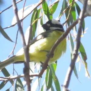 Falcunculus frontatus at Booth, ACT - 20 Nov 2022 03:14 PM