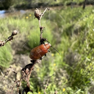 Ecnolagria grandis (Honeybrown beetle) at Mount Ainslie - 17 Nov 2022 by Pirom