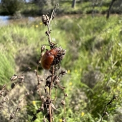 Ecnolagria grandis at Pialligo, ACT - 17 Nov 2022 04:33 PM