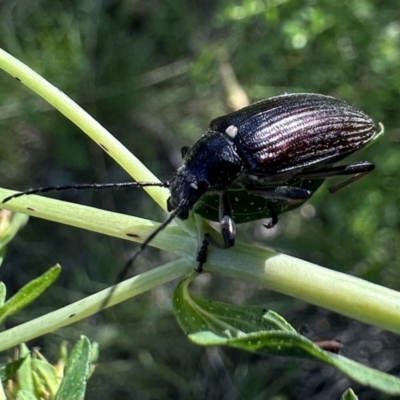 Homotrysis cisteloides (Darkling beetle) at Mount Ainslie - 17 Nov 2022 by Pirom