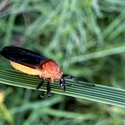 Bibio imitator (Garden maggot) at Mount Ainslie - 17 Nov 2022 by Pirom