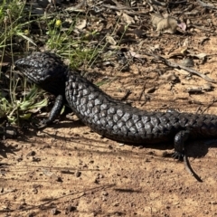 Tiliqua rugosa (Shingleback Lizard) at Mount Ainslie - 17 Nov 2022 by Pirom