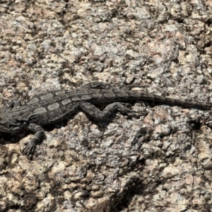 Amphibolurus muricatus at Coree, ACT - 18 Nov 2022