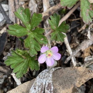 Geranium potentilloides var. abditum at Mount Clear, ACT - 19 Nov 2022