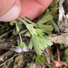 Geranium potentilloides var. abditum at Mount Clear, ACT - 19 Nov 2022 11:29 AM