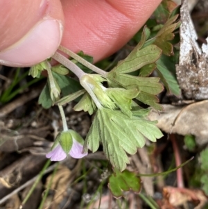 Geranium potentilloides var. abditum at Mount Clear, ACT - 19 Nov 2022 11:29 AM