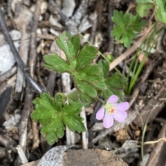 Geranium potentilloides var. abditum at Mount Clear, ACT - 19 Nov 2022