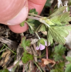 Geranium potentilloides var. abditum at Mount Clear, ACT - 19 Nov 2022