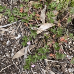 Geranium potentilloides var. abditum at Mount Clear, ACT - 19 Nov 2022