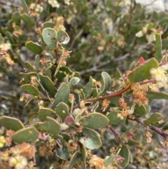 Acacia alpina (Alpine Wattle) at Mount Clear, ACT - 19 Nov 2022 by Ned_Johnston