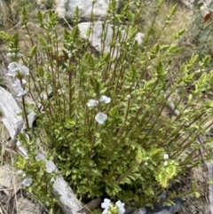 Euphrasia collina subsp. paludosa at Mount Clear, ACT - 19 Nov 2022 11:02 AM