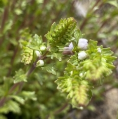 Euphrasia collina subsp. paludosa at Mount Clear, ACT - 19 Nov 2022 11:02 AM